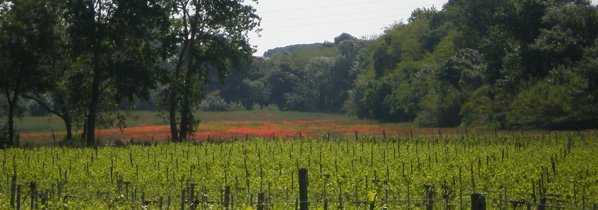 Domaine de l’Herbe Sainte