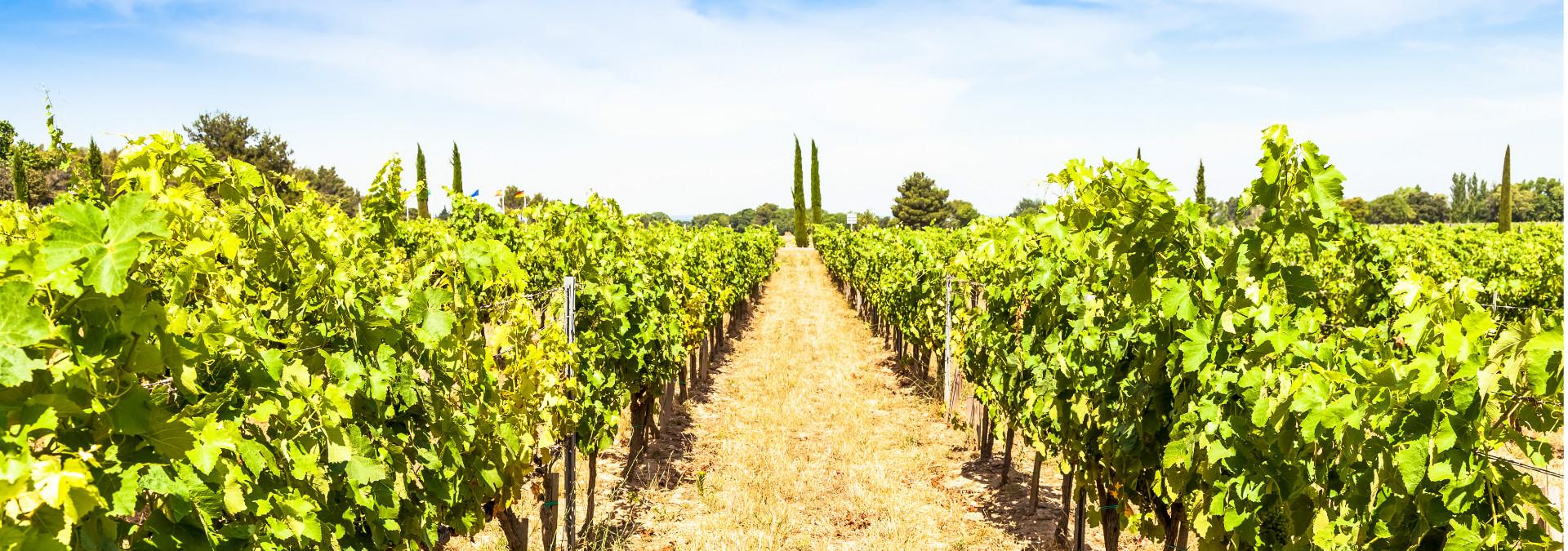 vignoble-provence