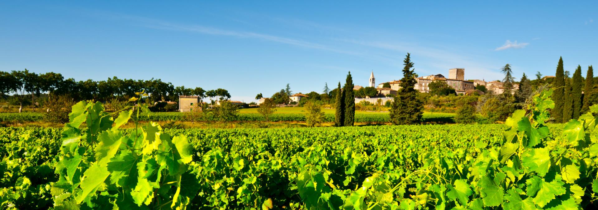 vignoble-rhone