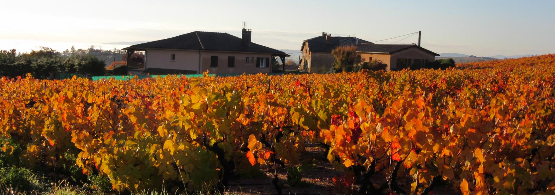Domaine du Barvy