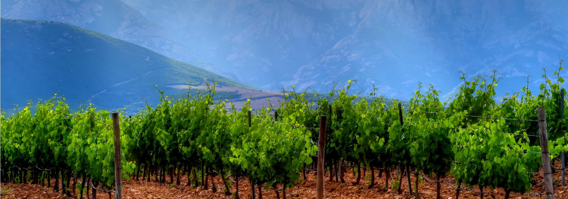 Domaine d’Alzipratu