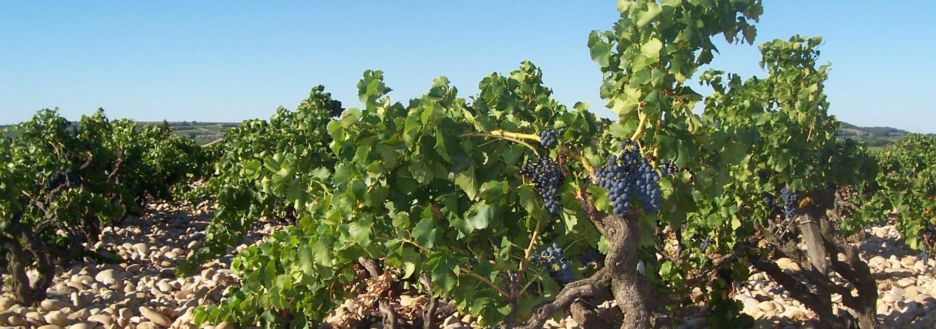 Domaine Grand Veneur