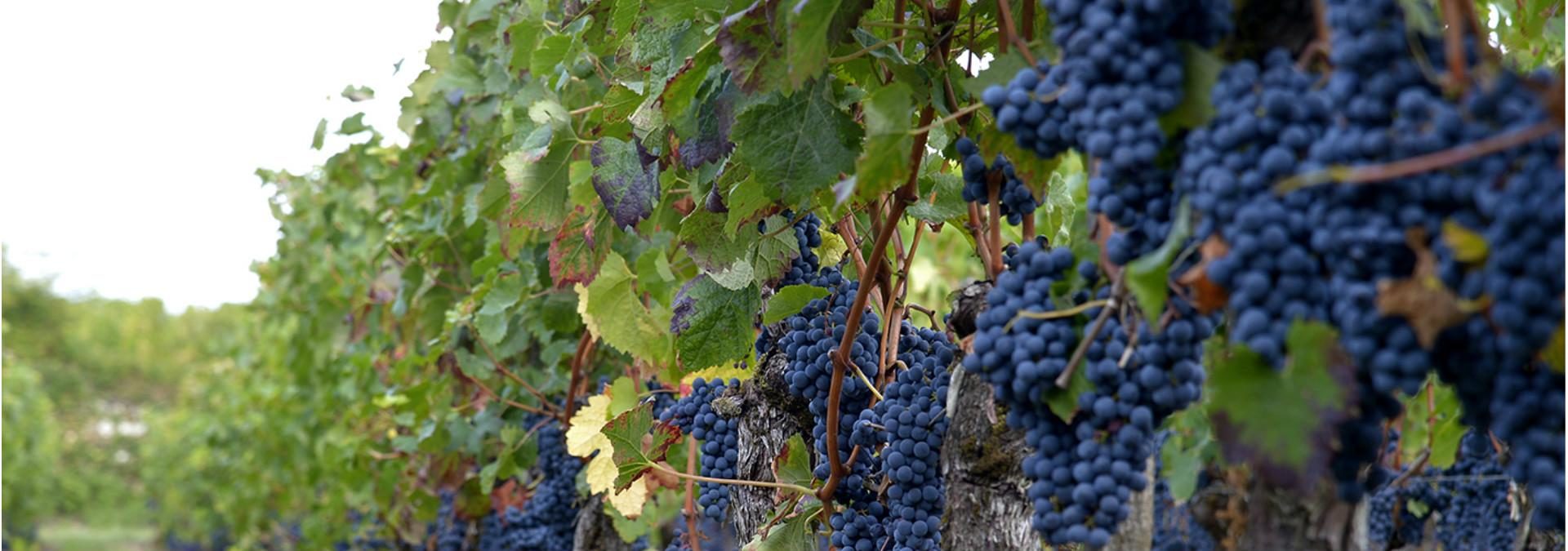 Château Panet, Vignobles Carles