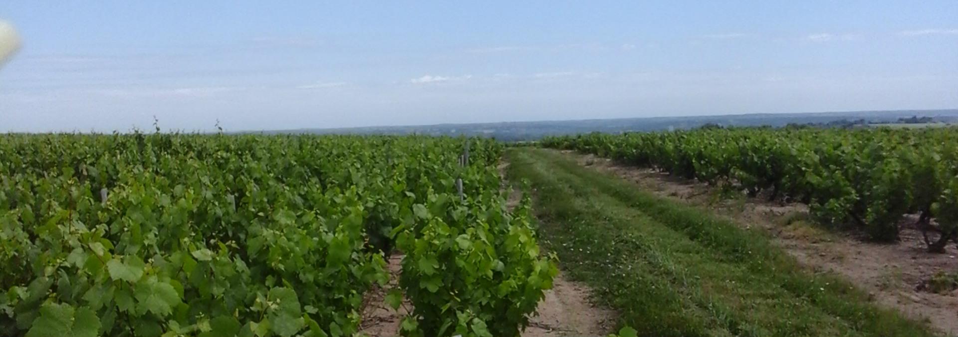 Domaine des Braves