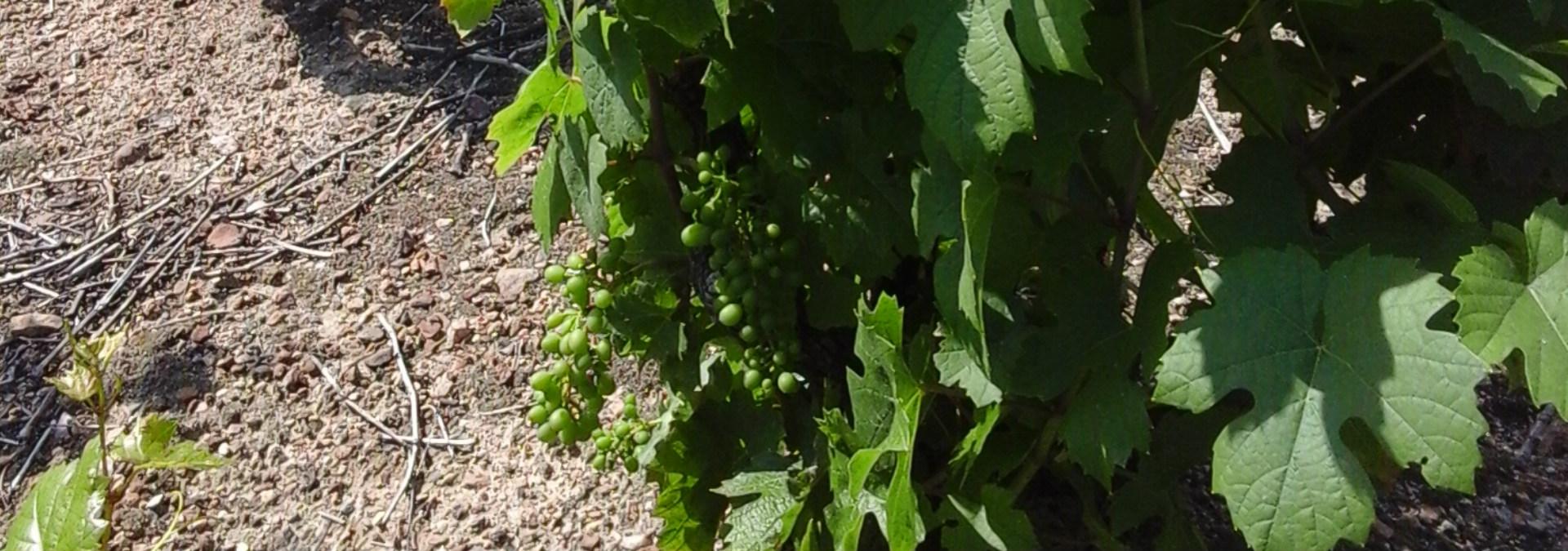 Domaine des Braves