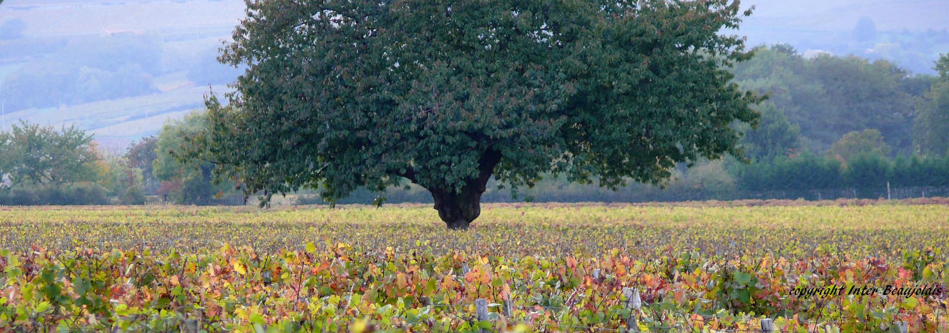 vignoble-beaujolais-2
