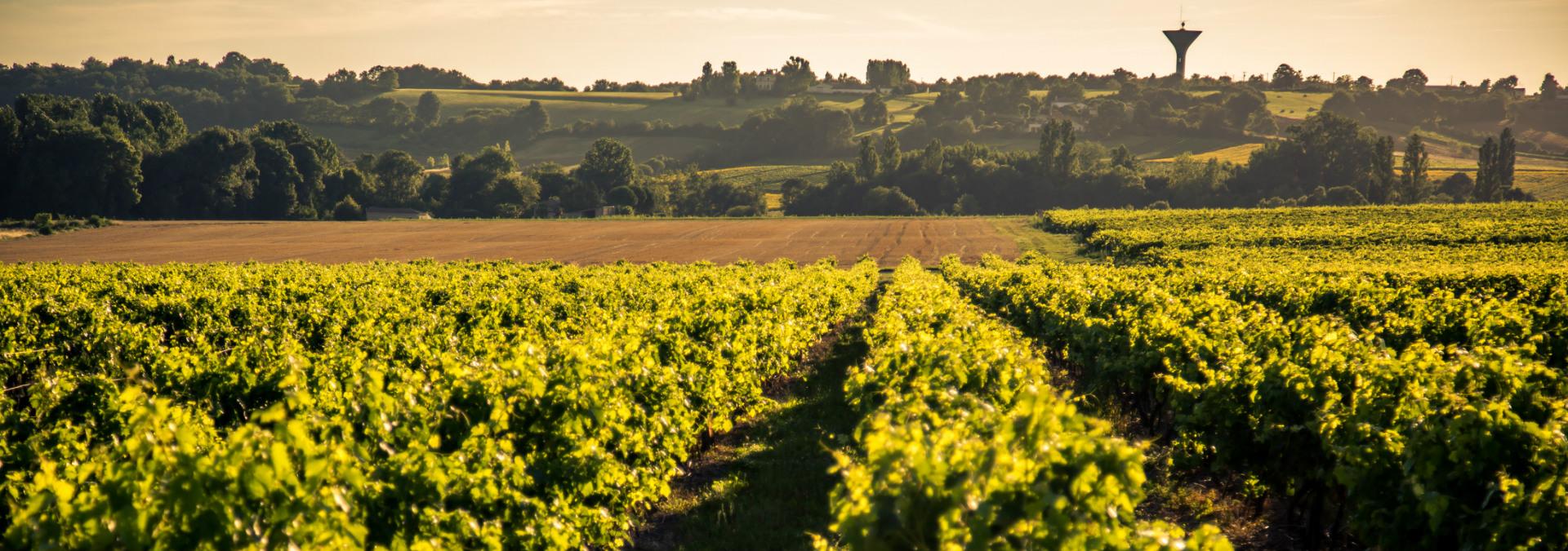 Cognac – Pineau des Charentes Raymond Bossis