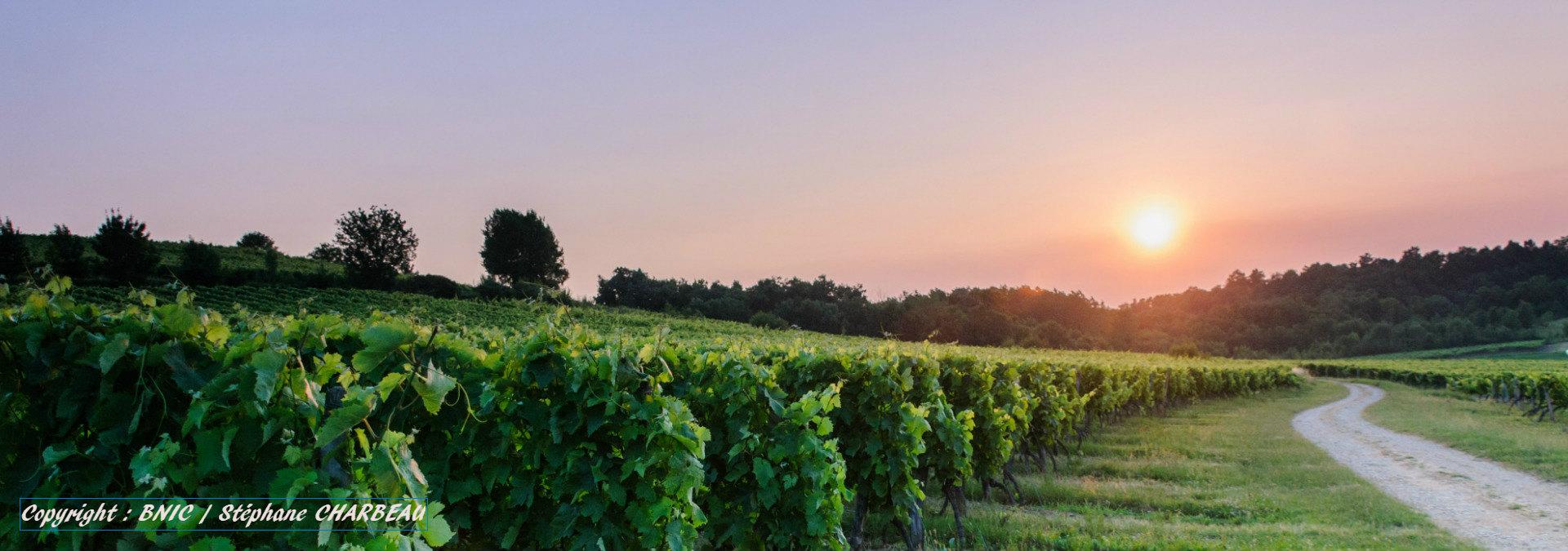 vignoble-cognac-4