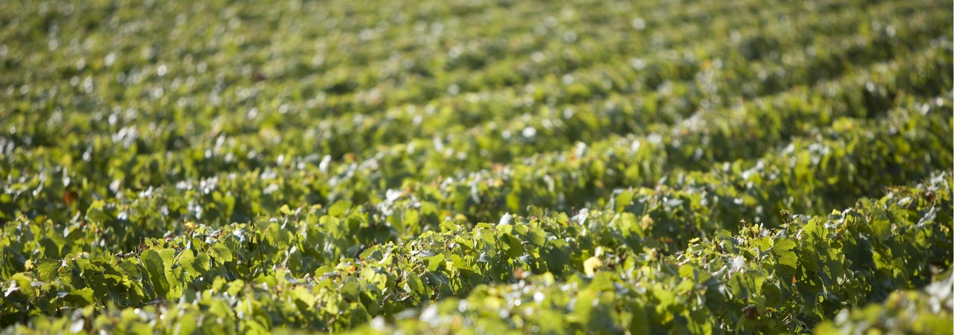 Champagne Chassenay d’Arce