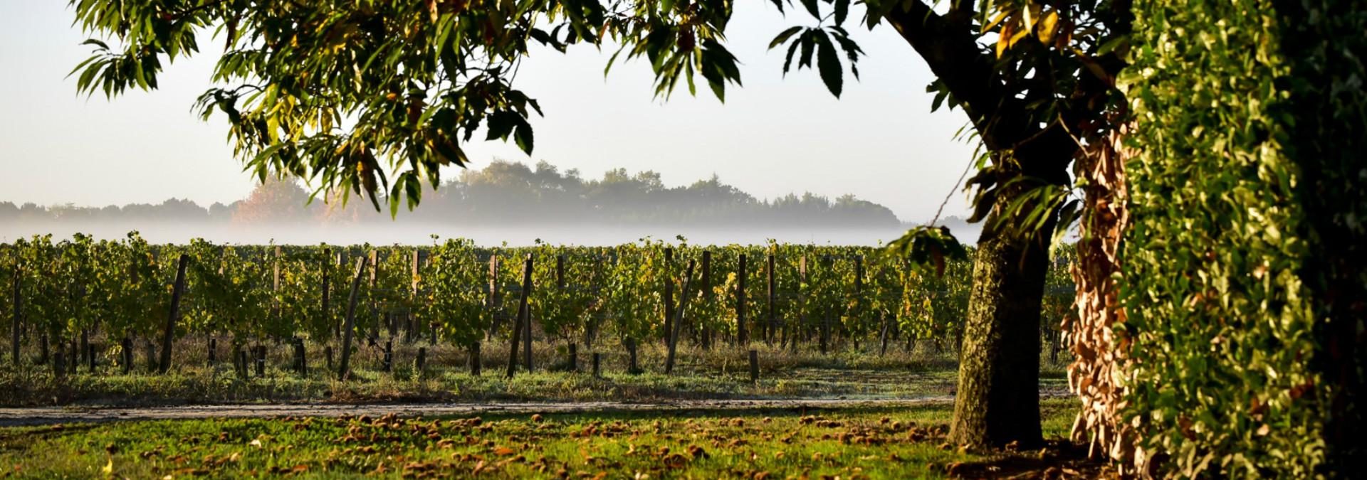 Château Cambon la Pelouse