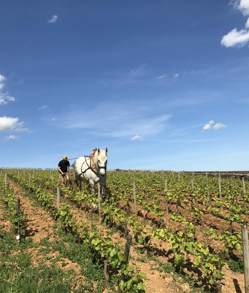 Safari Tours : Côte de Beaune ou Côte de Nuits