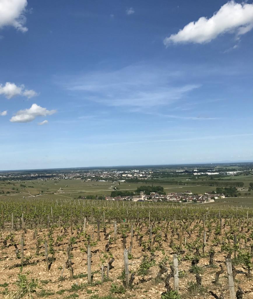 Safari Tours : Côte de Beaune et Côte de Nuits