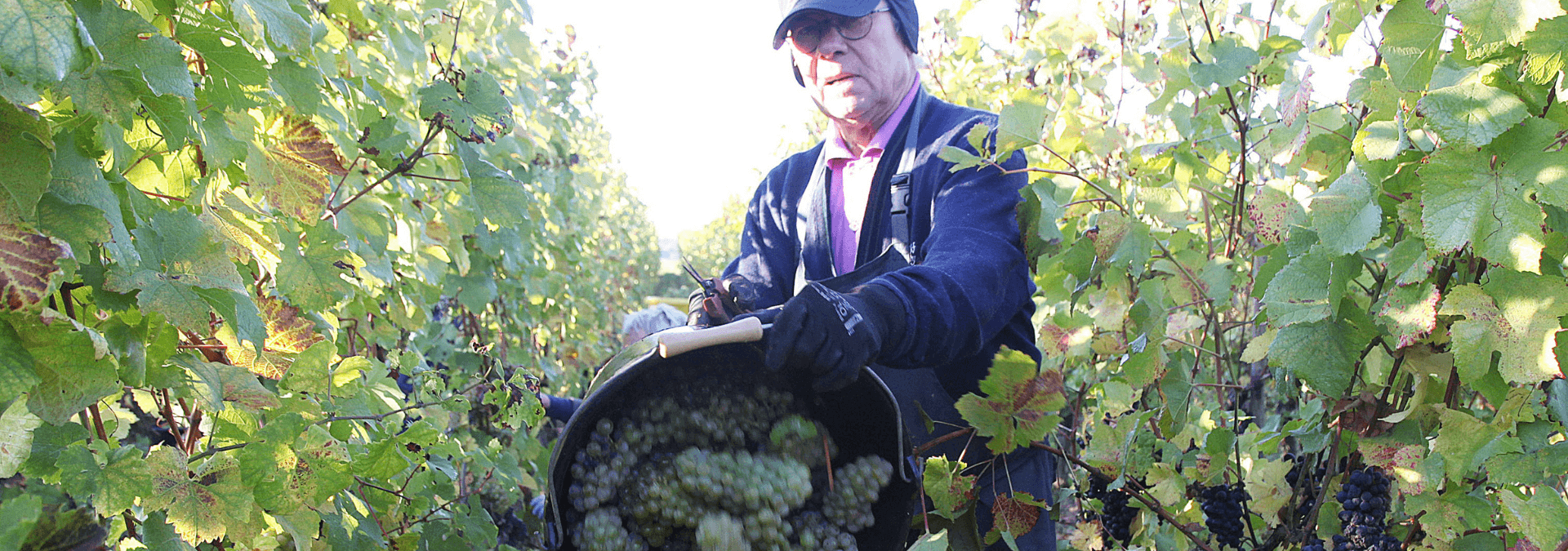 Domaine Sylvie Fahrer & Fils