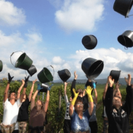 La Famille Albrecht est producteur de Vins d'Alsace depuis 1425 à ORSCHWIHR