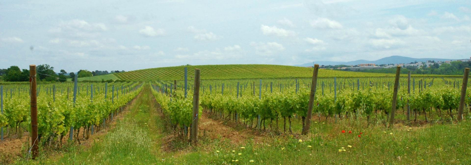 Ateliers Dégustation - Clos Sorian