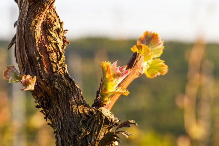 Vue De Loin Le Printemps Est Vert Le printemps dans les vignes, une invitation au voyage ! - Oenotourisme