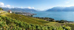 vigne-lac-léman