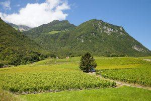 vignoble-de-savoie