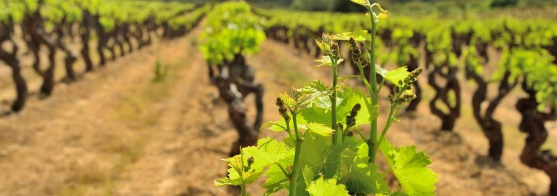 Domaine de la Baume