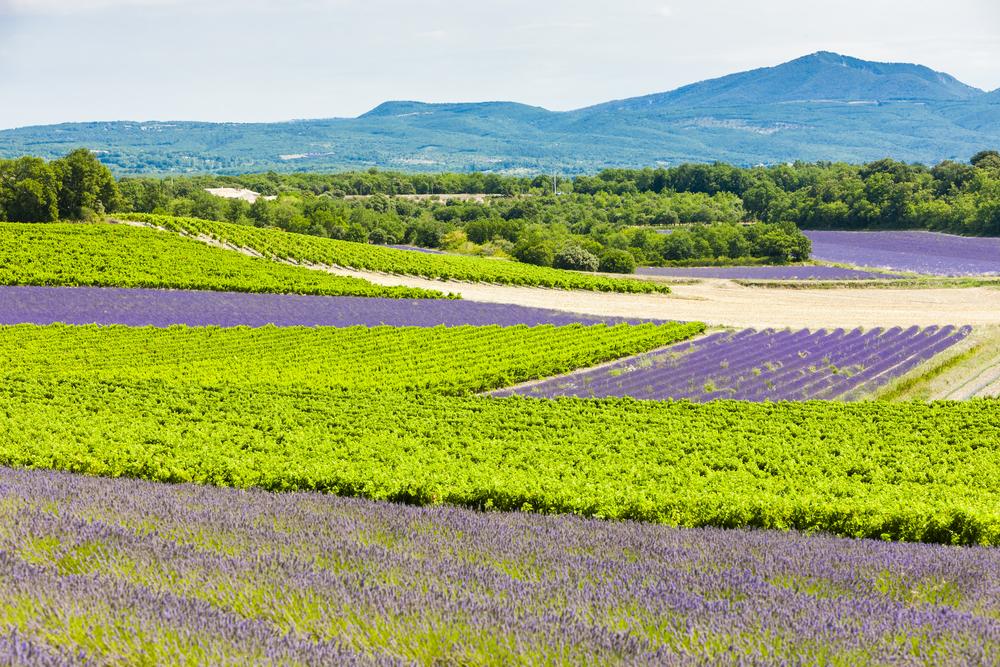 vignes-et-lavandes