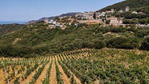 vignes-corses