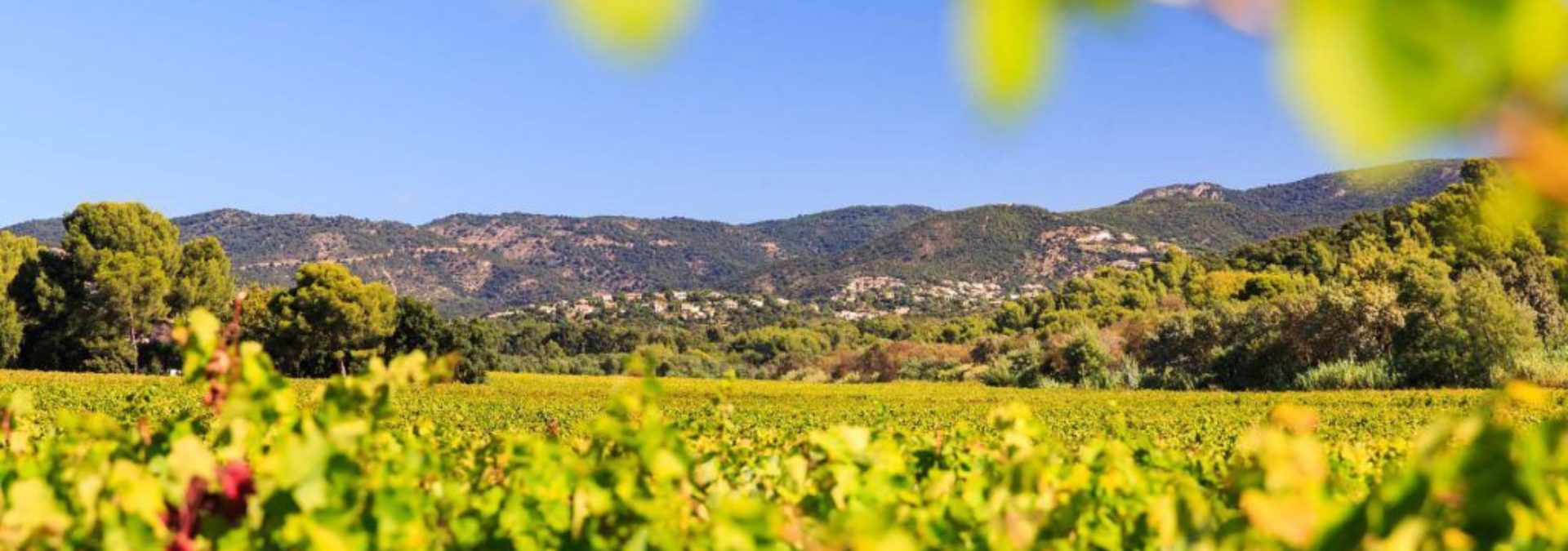 Vignoble Ghigo : Château Vert & Château Peigros