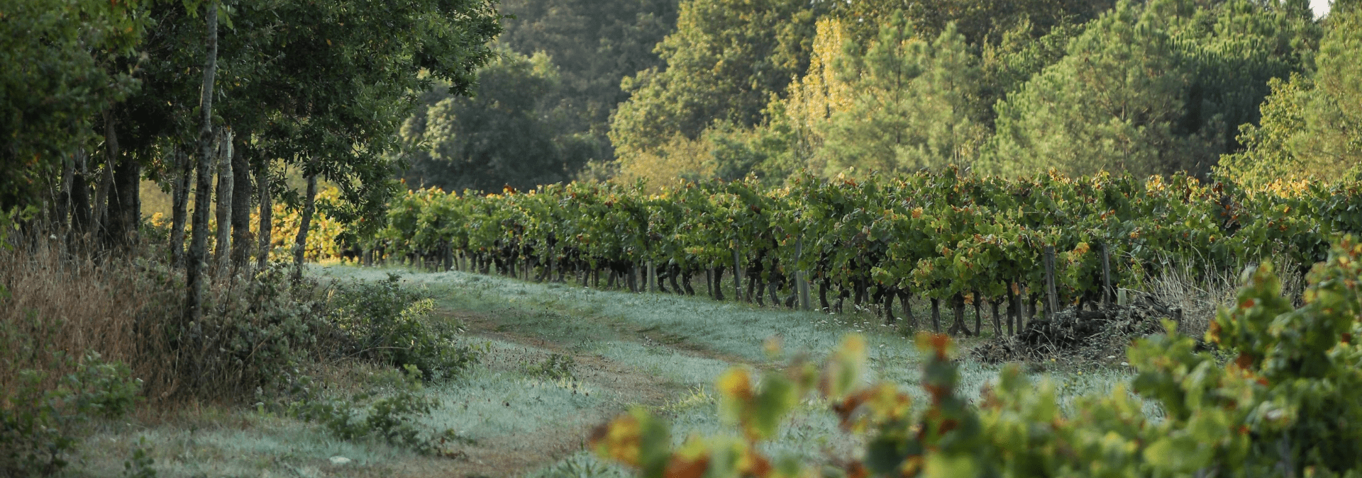 L’Orée du Sabia