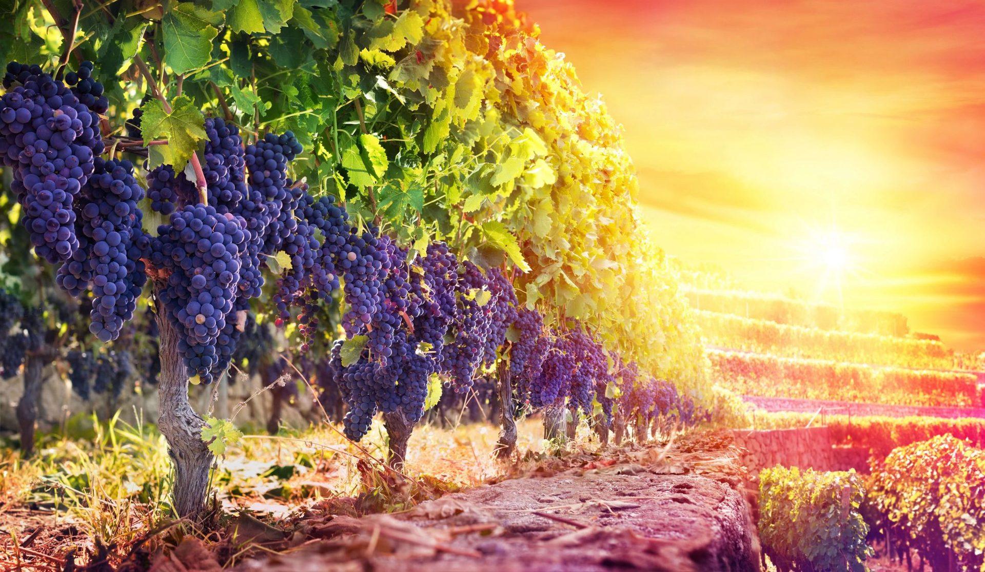 vendanges-2020