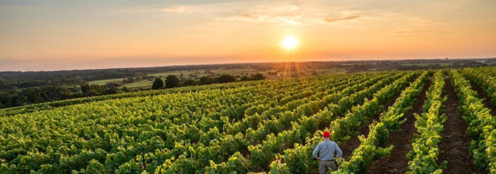 Domaine Besancenot