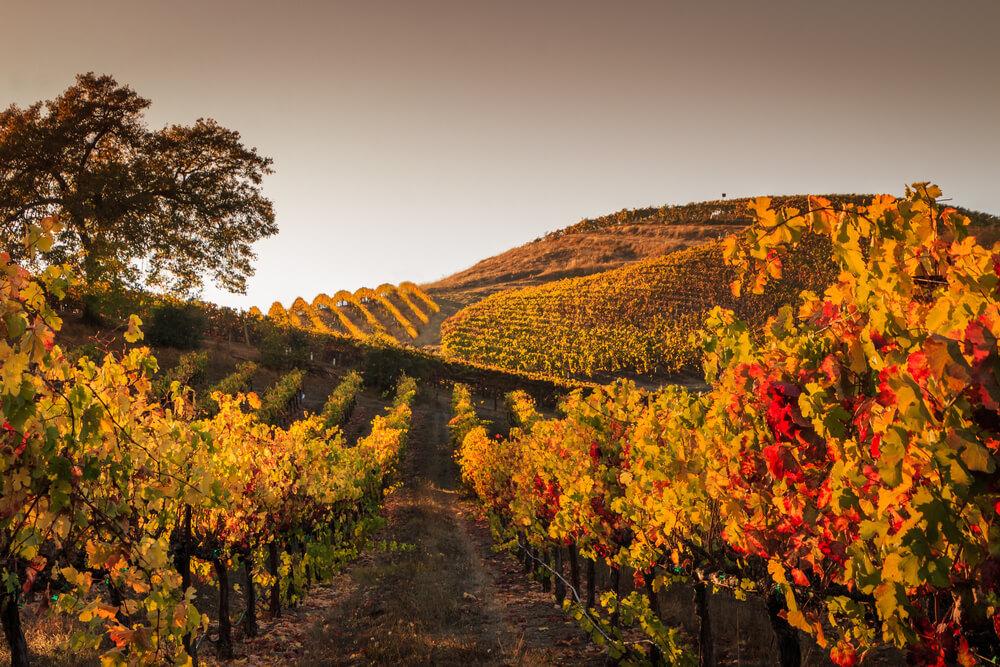 vignes-automne