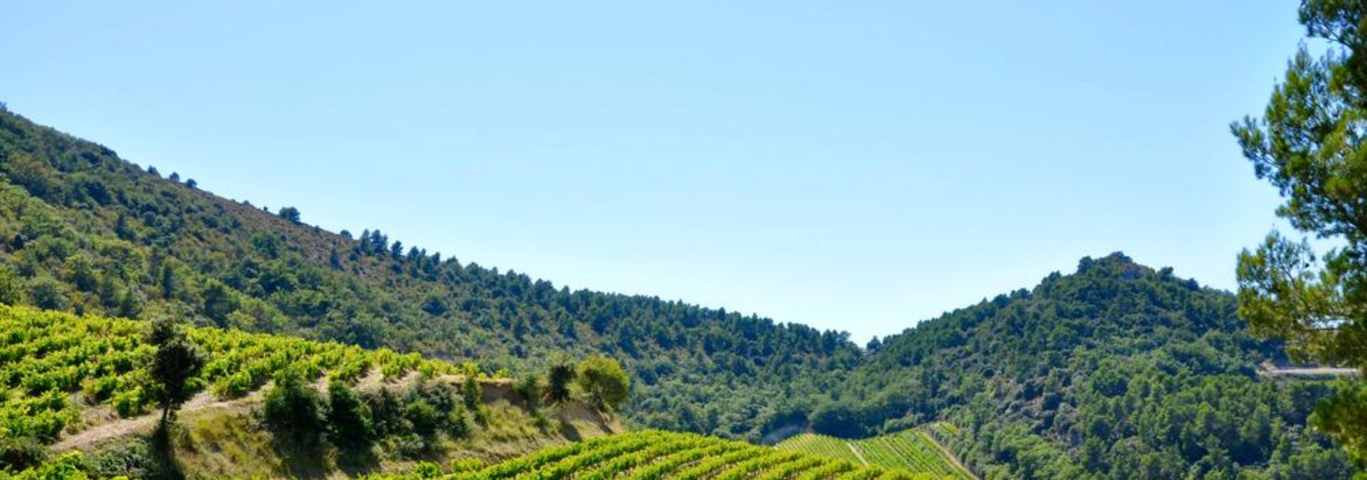 Gabriel Meffre – Domaine de Longue Toque