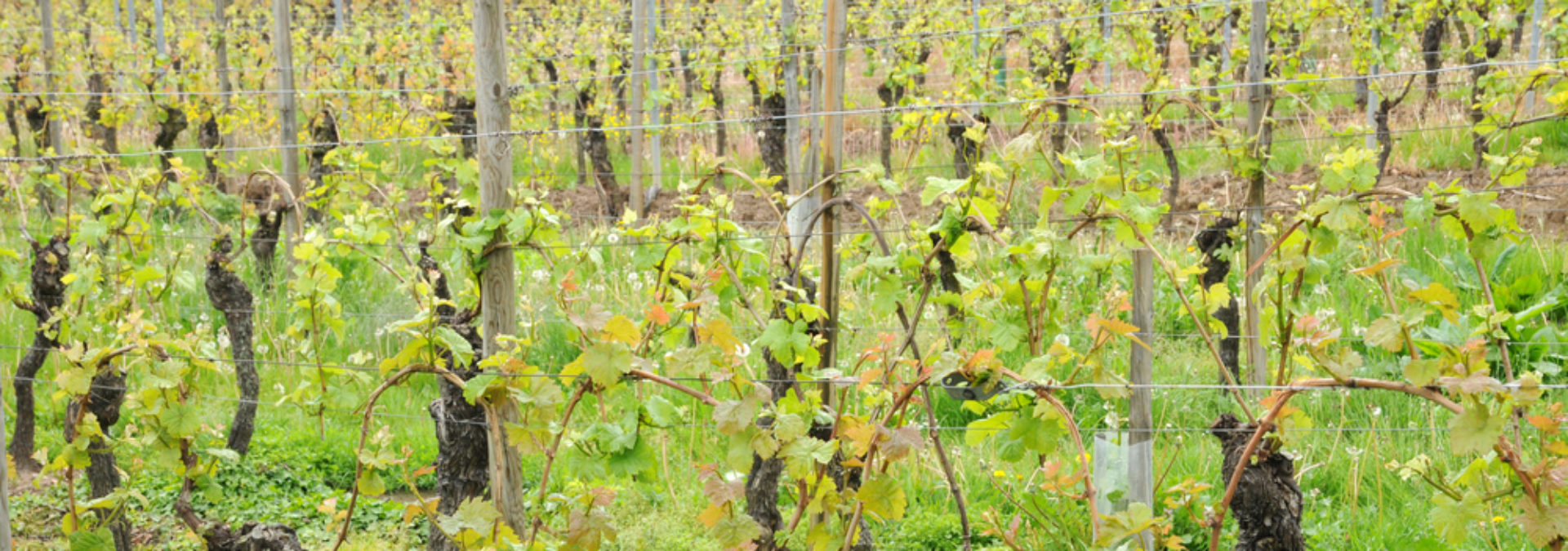Vins Koenig