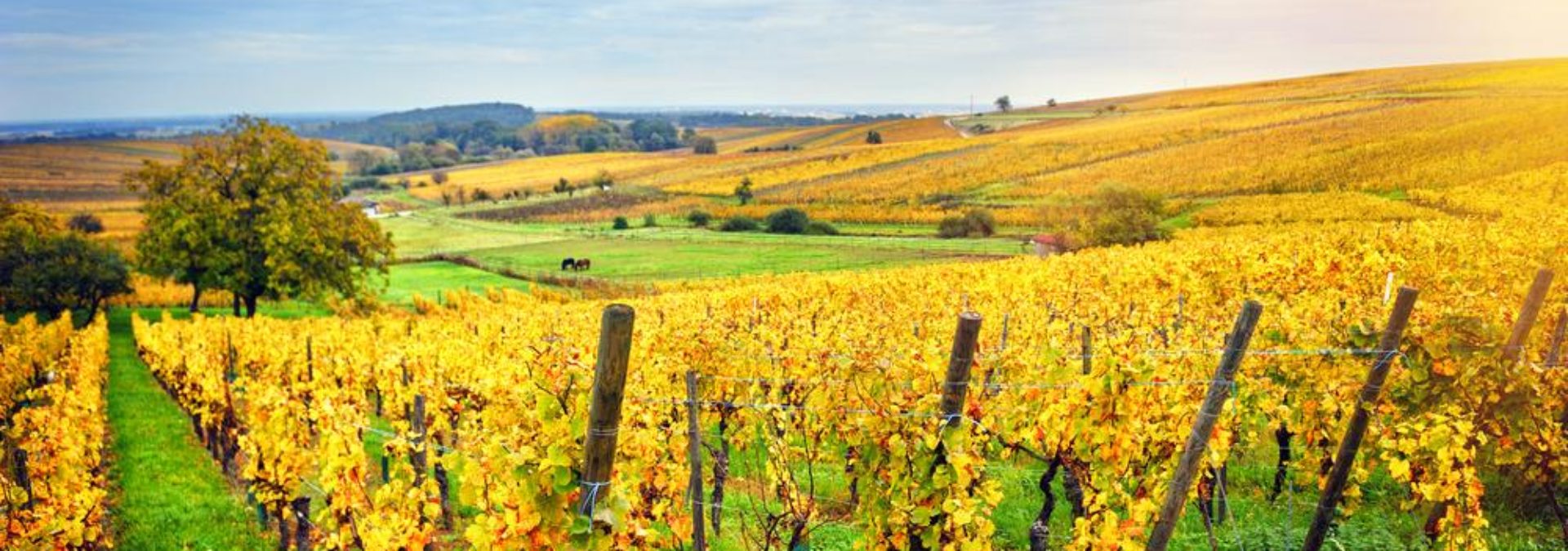 Cave vinicole de Cleebourg