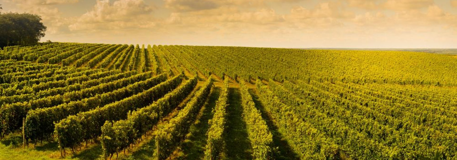 Château Couhins Cru classé de Graves