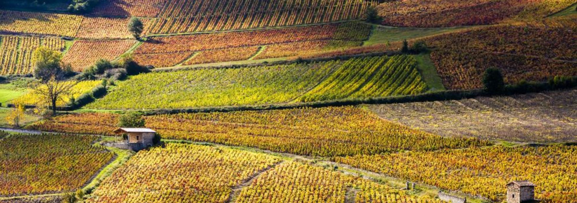 Domaine Frédéric Berne