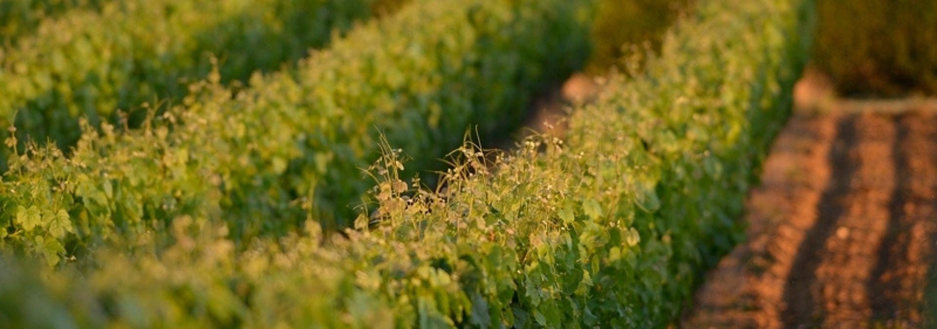 Domaine Rességuier