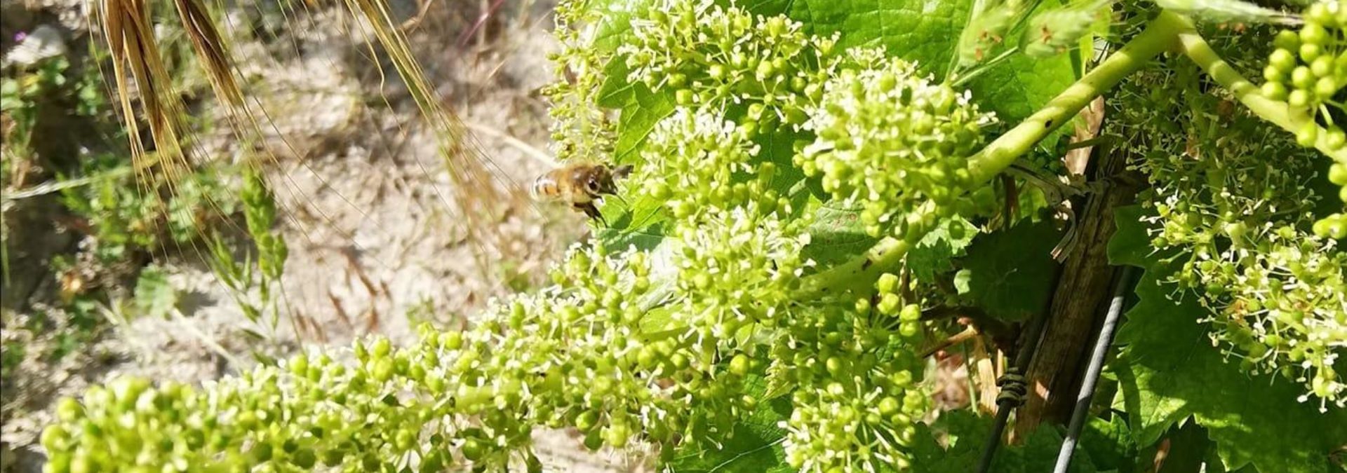 Domaine de la Bourgésière