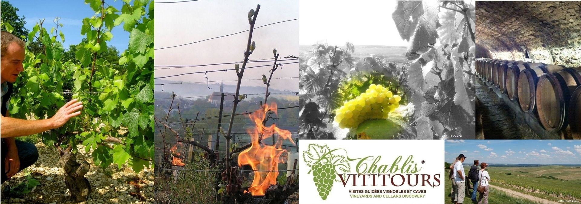 Chablis Vititours