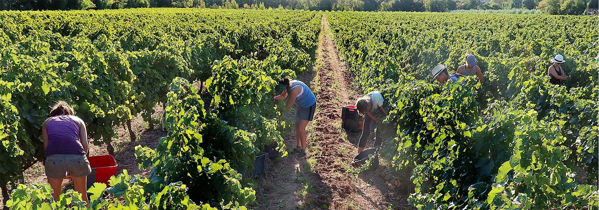 Domaine la Marseillaise