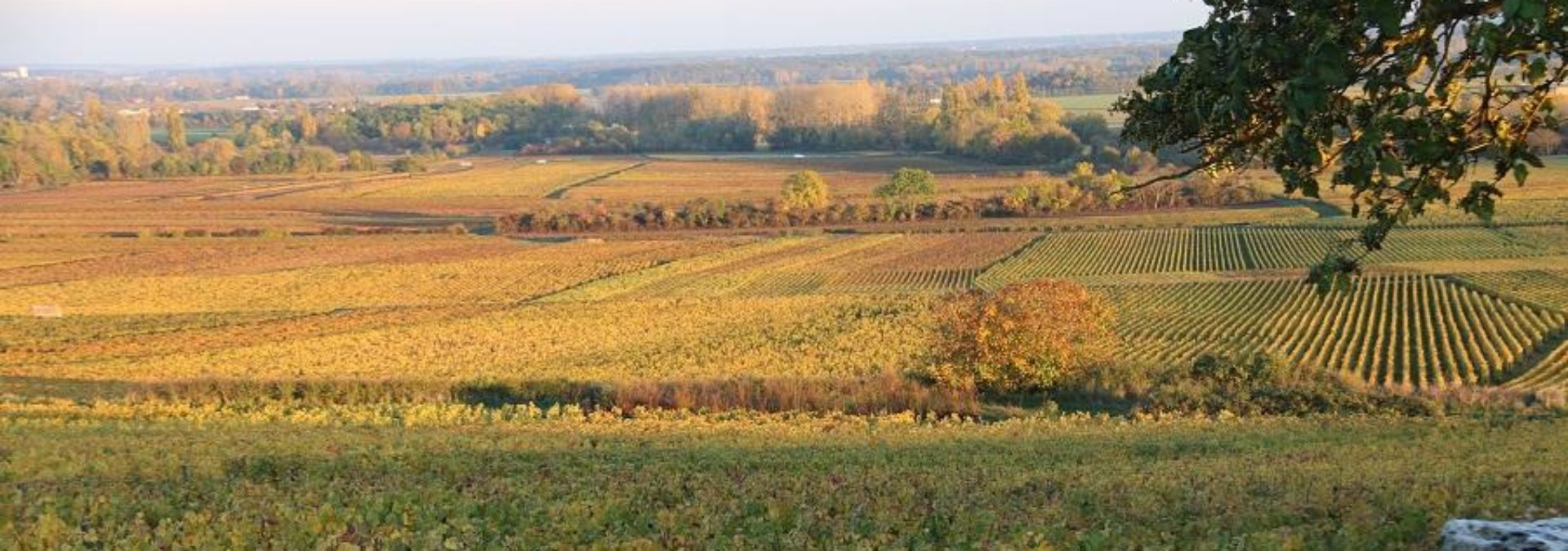 DOMAINE LAURENT BOUSSEY