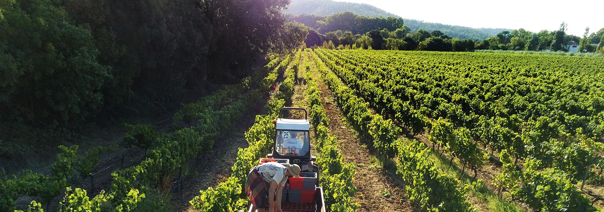 Domaine la Marseillaise