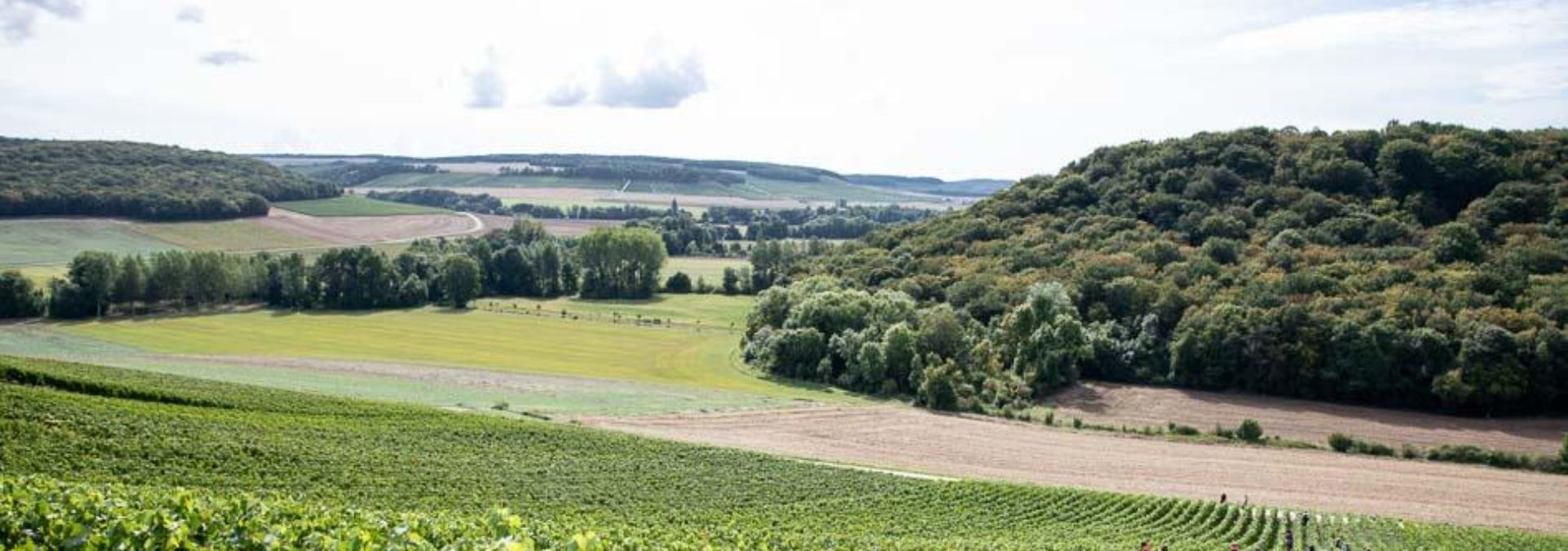 Champagne BINON COQUARD