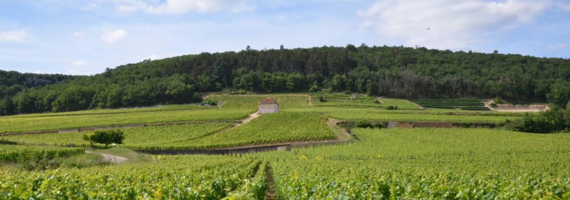 Domaine René Leclerc