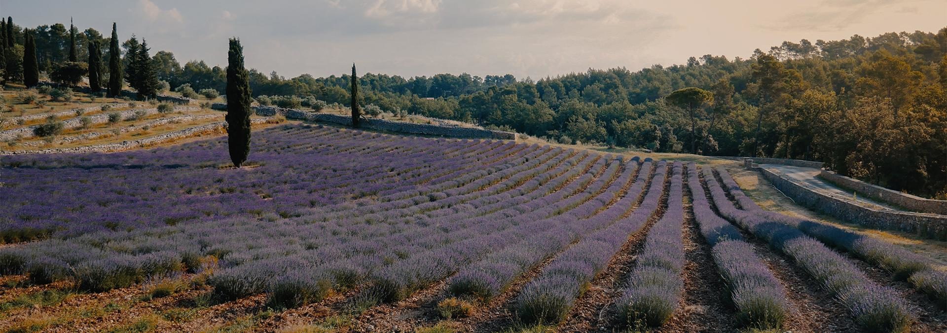 Château La Martinette