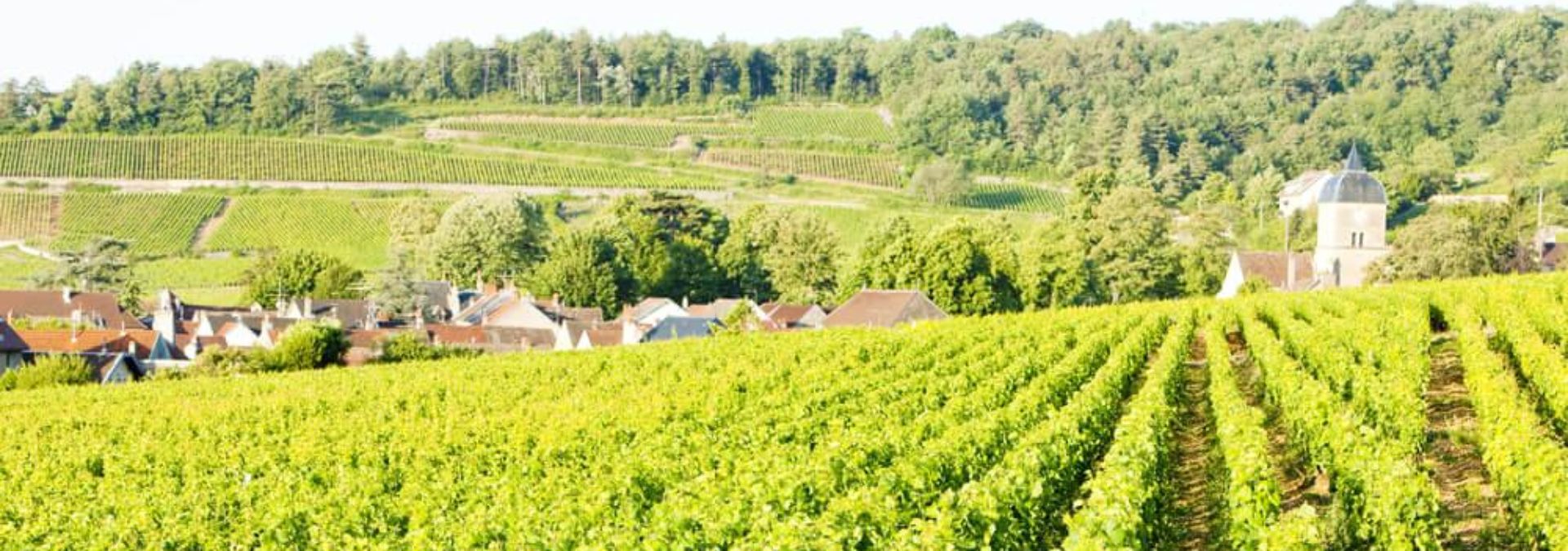 Domaine Michel Magnien