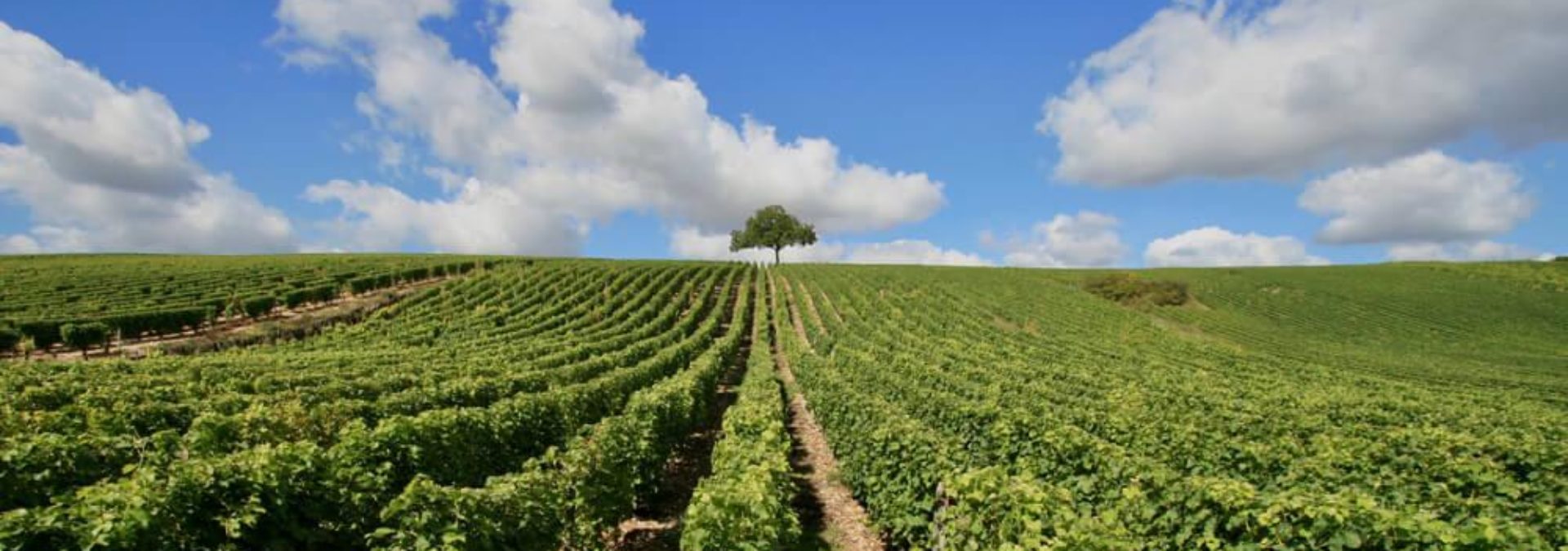 Domaine de Larroque