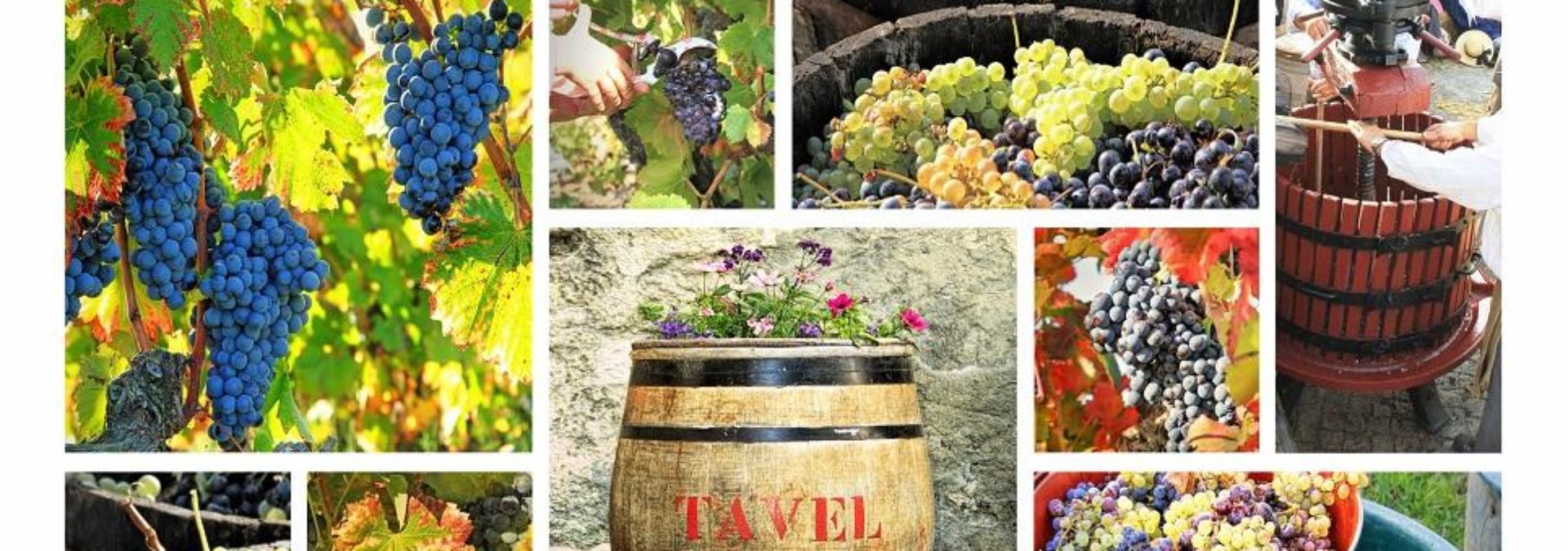 Les Vignerons de Tavel et de Lirac