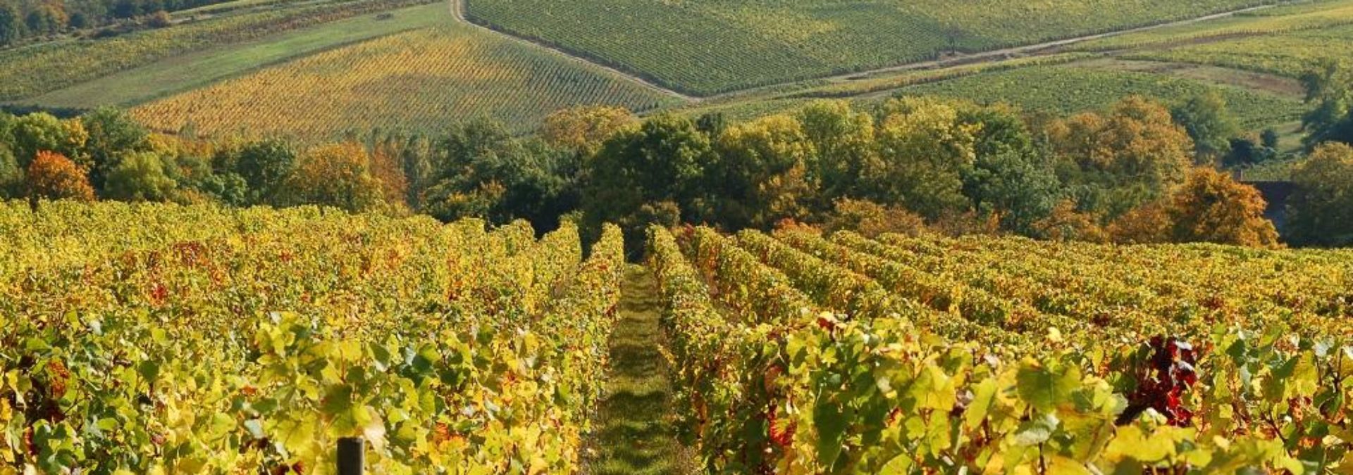 Domaine Franck Millet