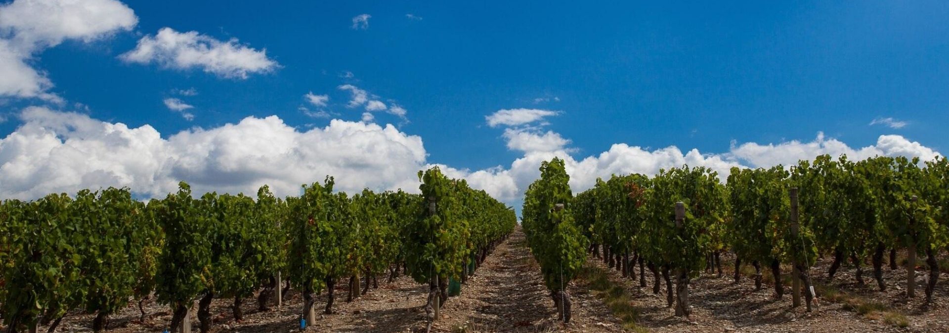 Domaine Pierre-Louis & Jean-François BERSAN