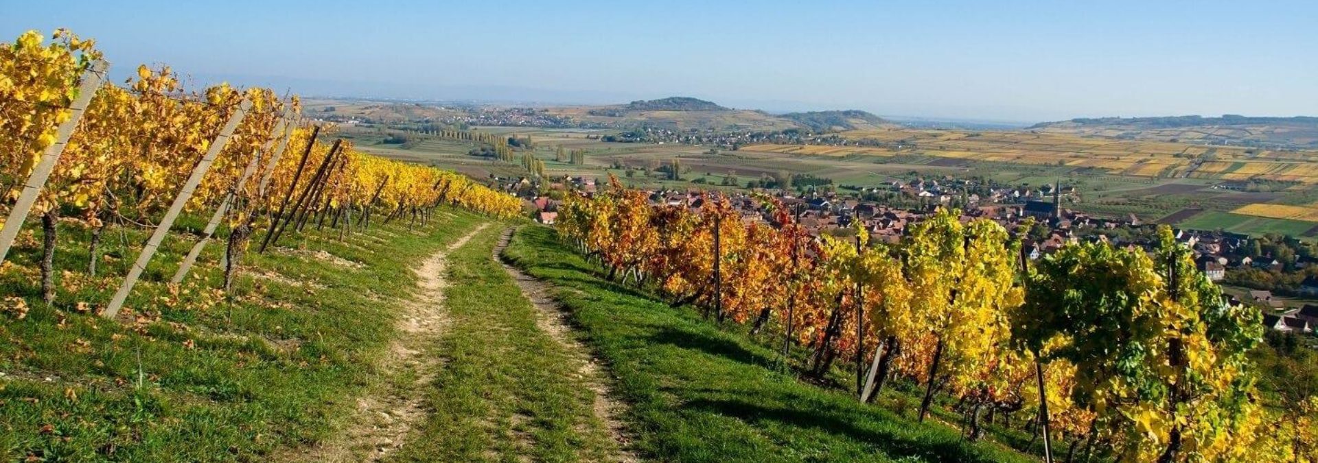 Domaine Léon Boesch